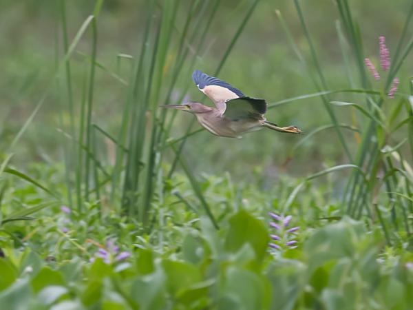 <h3><a href="/trips/srilanka/biota/animalia/chordata/aves/015 pelecaniformes/002 ardeidae/ixobrychus sinensis/ixobrychus sinensis-en.html">Ixobrychus&nbsp;sinensis</a> / Yellow&nbsp;bittern / Chinese&nbsp;woudaap</h3>NIKON D500 with AF-S Nikkor 300mm f/2.8G IF-ED VR II, 1/640 sec at F4.0, ISO 1600, distance 44.6&nbsp;m